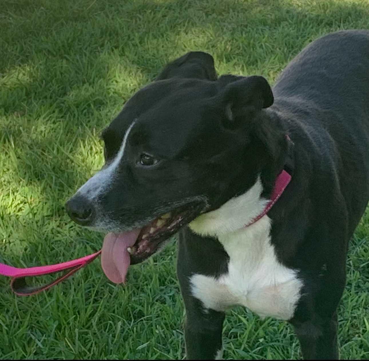 Dee, Adoptable, Adult Female Mixed Breed.