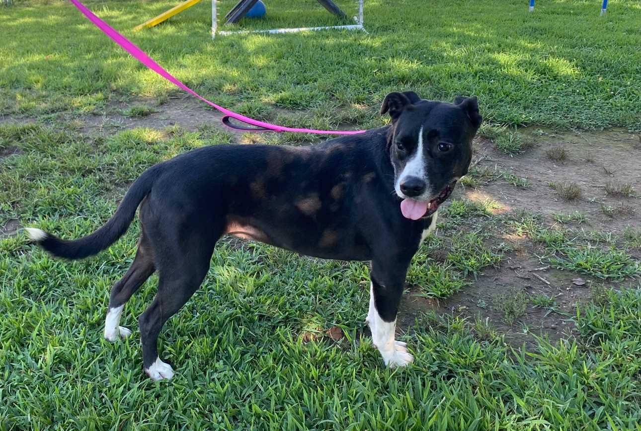 Enlarge Dee, a Adoptable Mixed Breed in Fairfield, NJ image 6/6