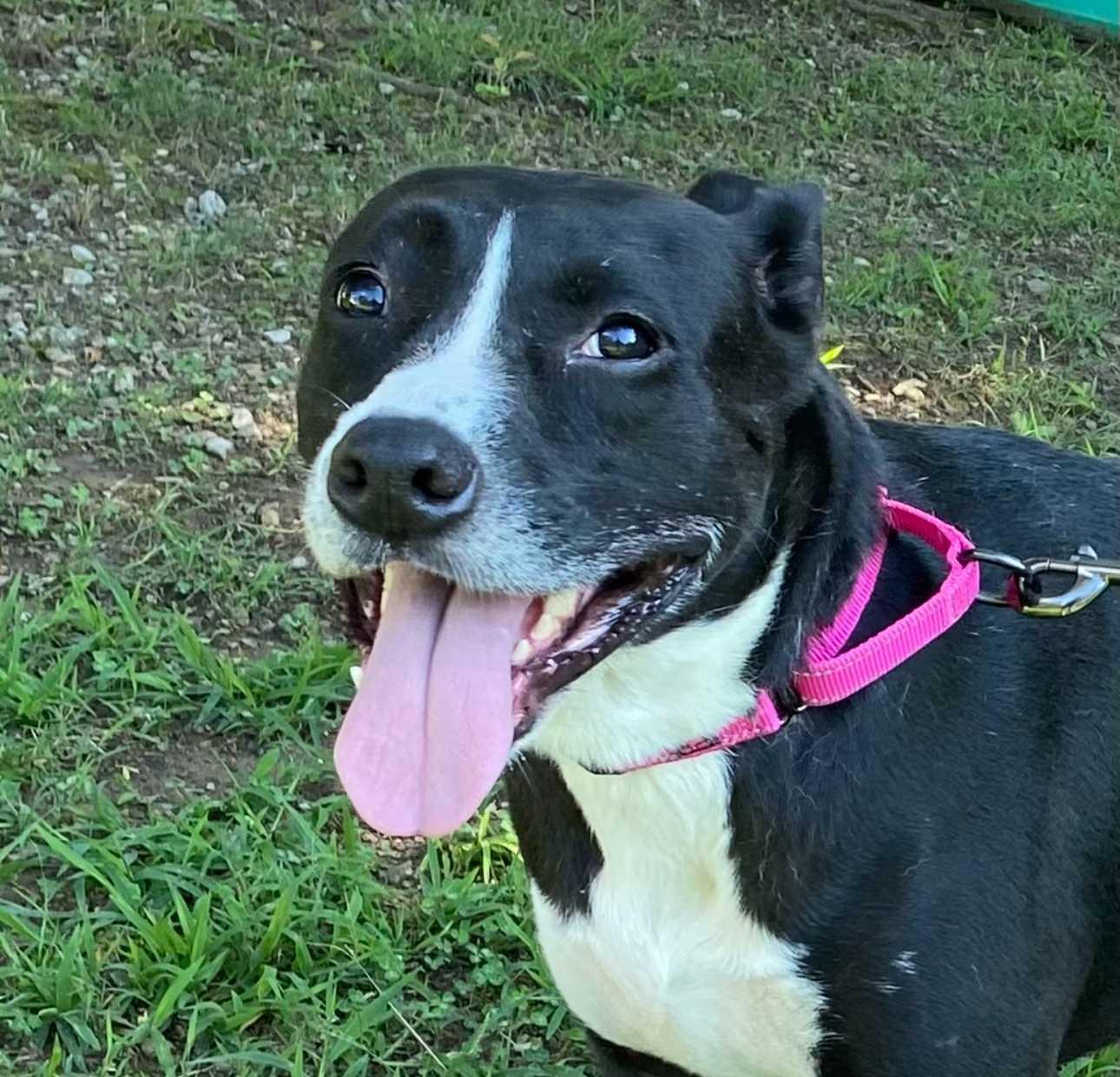 Enlarge Dee, a Adoptable Mixed Breed in Fairfield, NJ image 2/6