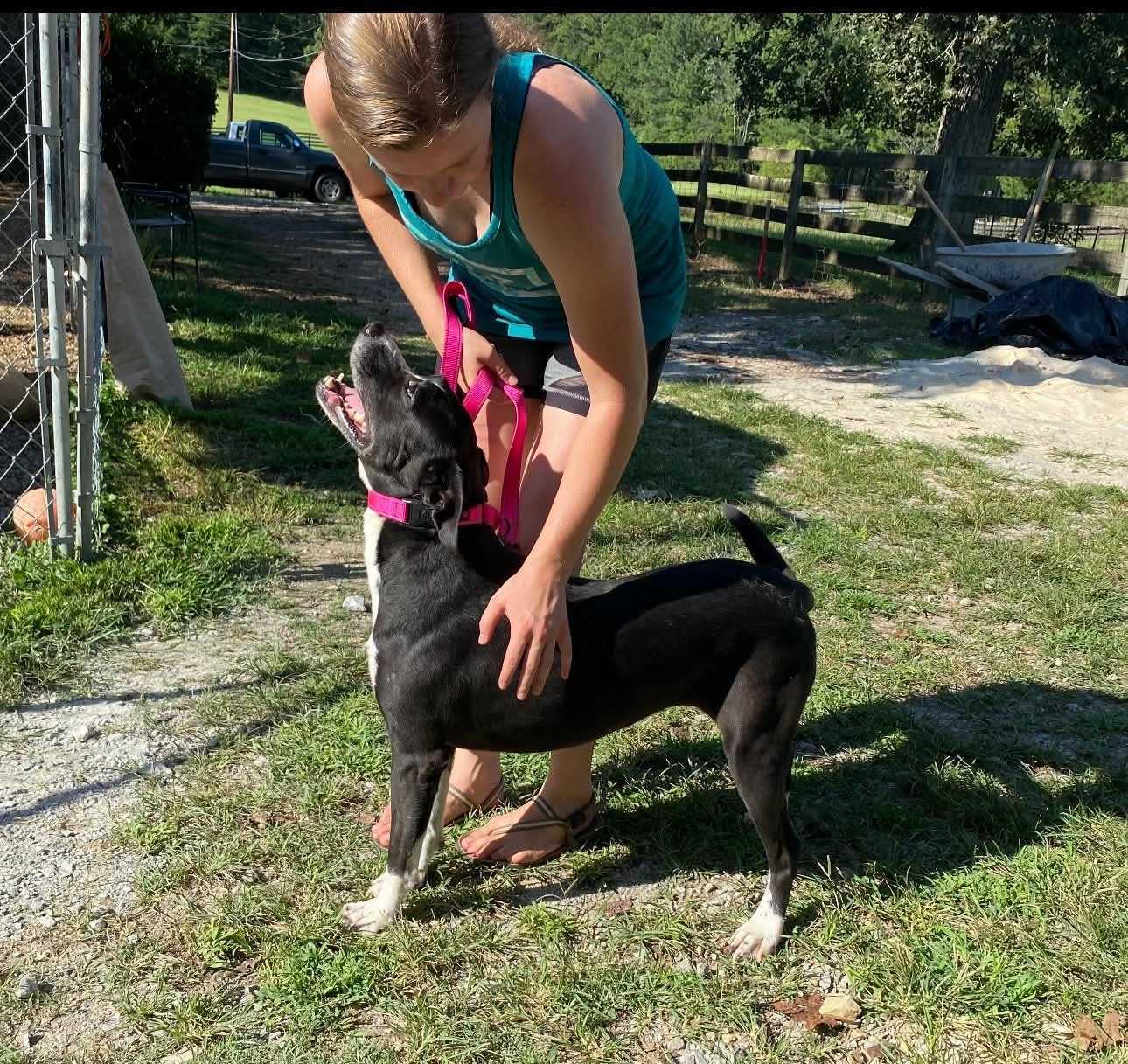 Enlarge Dee, a Adoptable Mixed Breed in Fairfield, NJ image 5/6