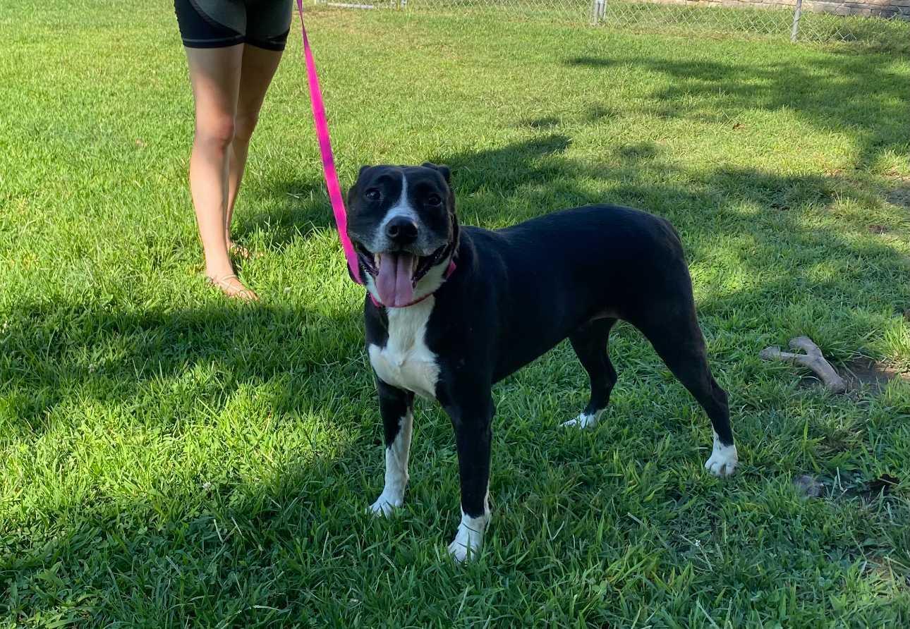 Enlarge Dee, a Adoptable Mixed Breed in Fairfield, NJ image 4/6