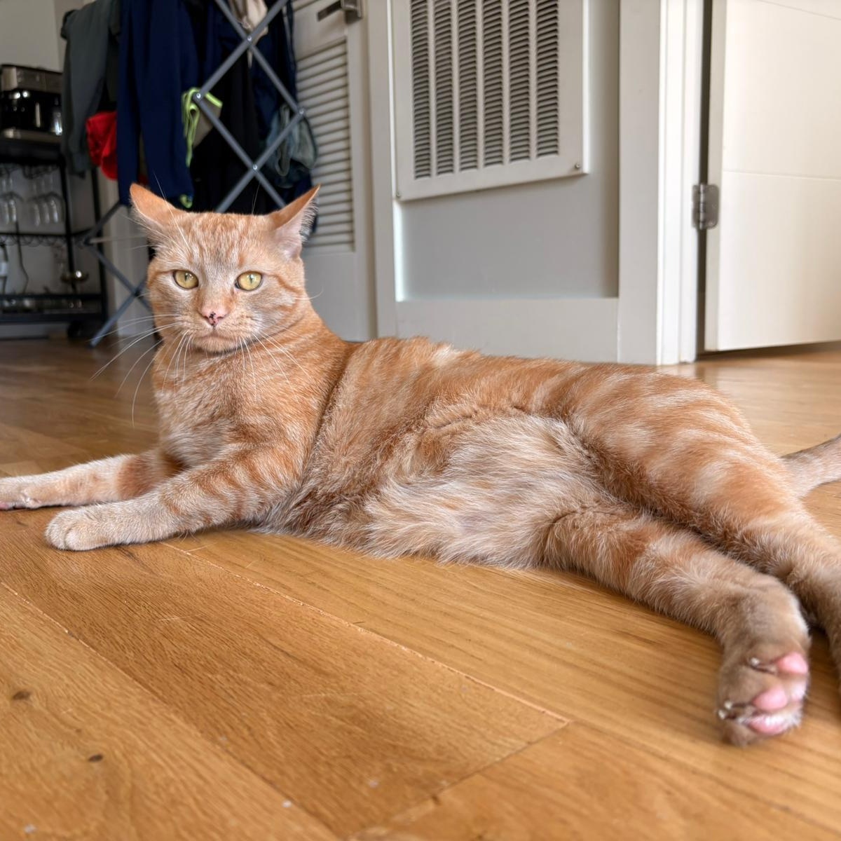 Leo American Shorthair Cat