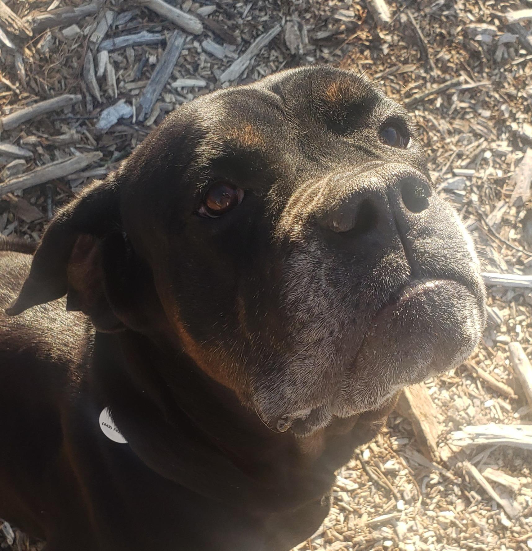 Enlarge Mabel, a Adoptable mixed breed in Severn, MD image 6/6