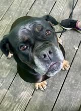 Mabel, Adult Female Rottweiler
