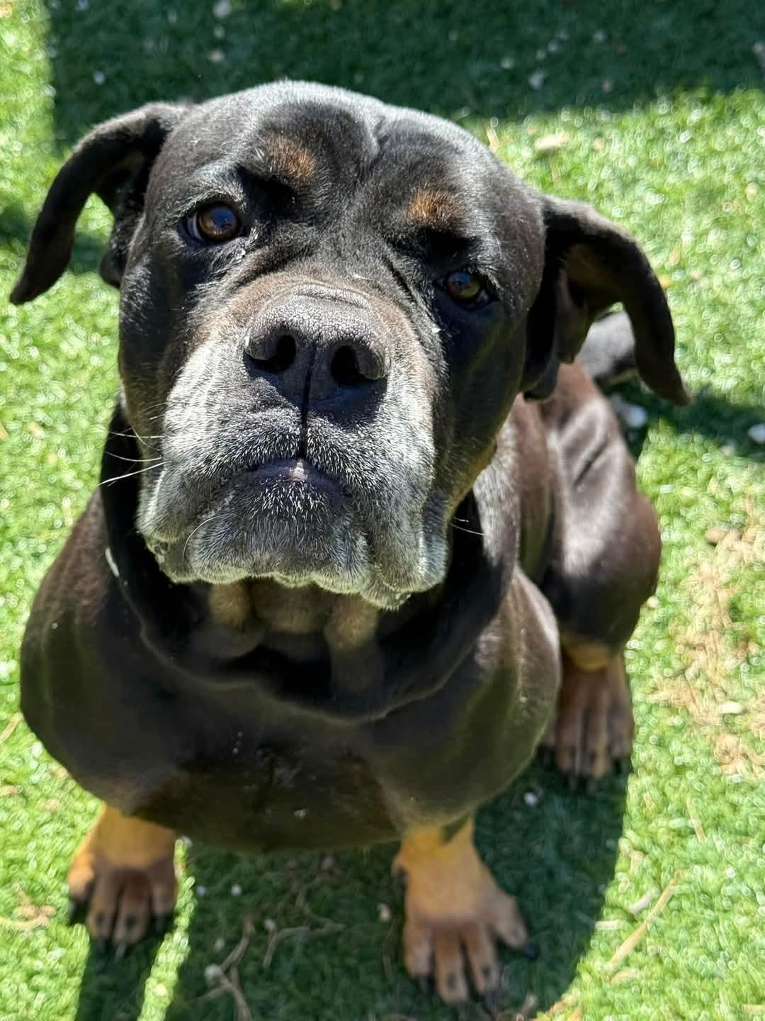 Enlarge Mabel, a Adoptable mixed breed in Severn, MD image 4/6