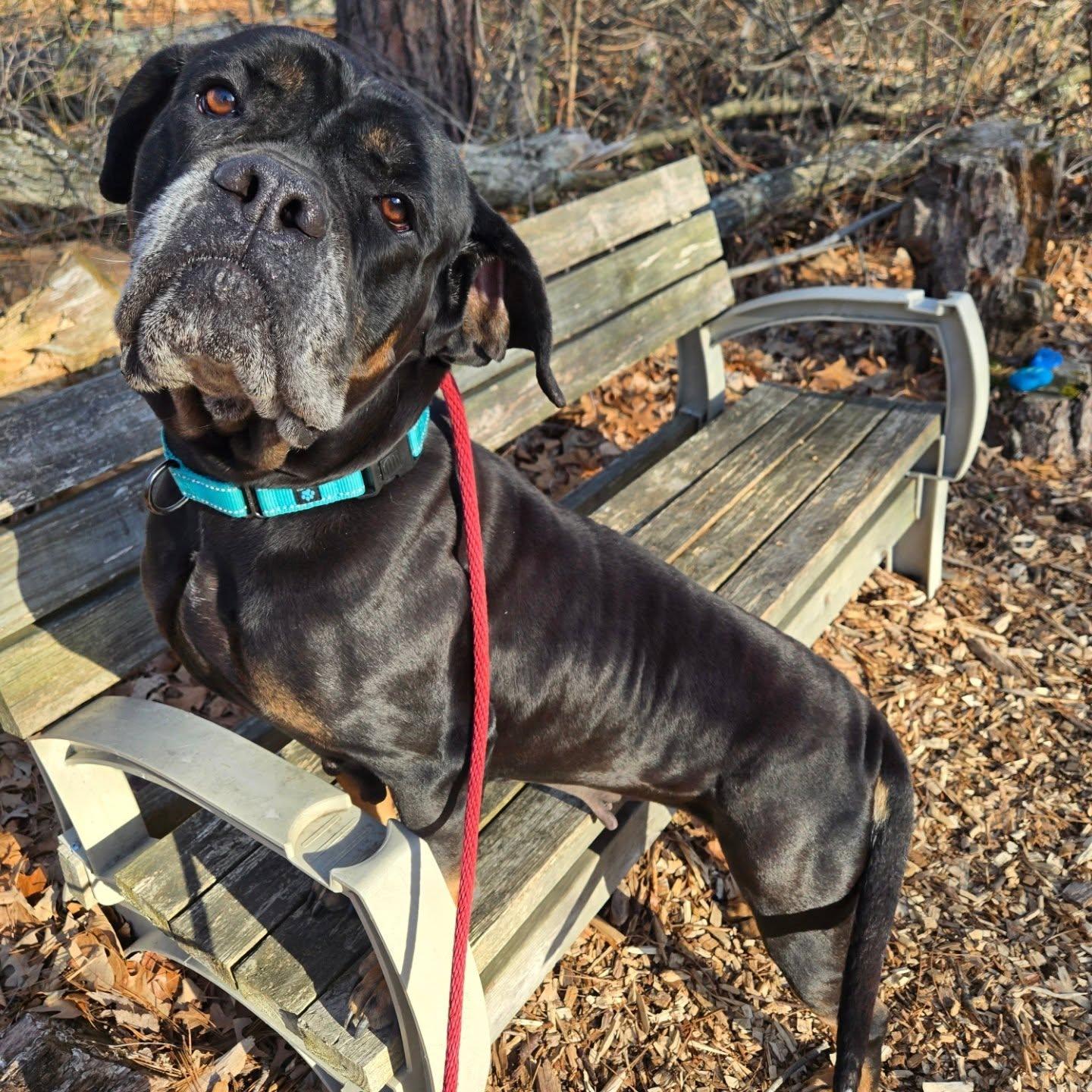 Enlarge Mabel, a Adoptable mixed breed in Severn, MD image 5/6