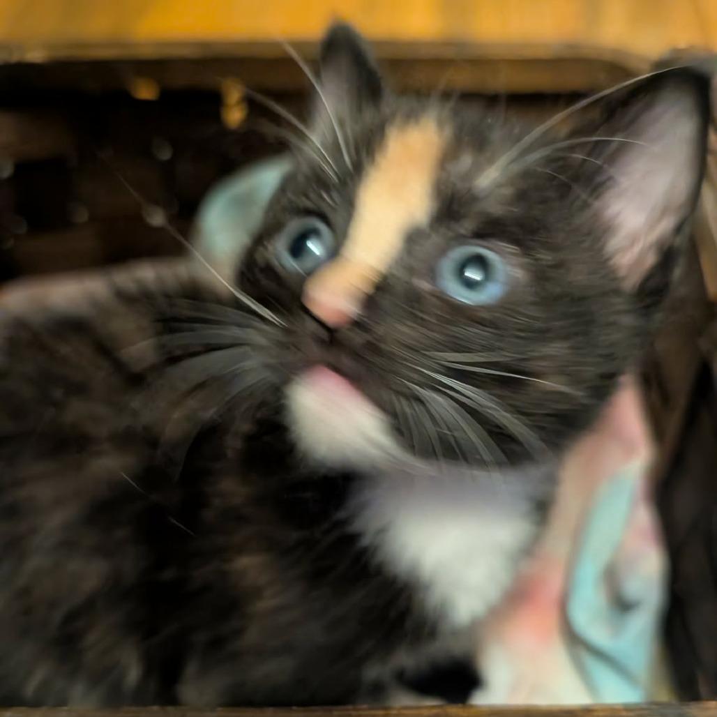 63194 Daisy (pending adoption), Adoptable, Kitten Female Domestic Short Hair.