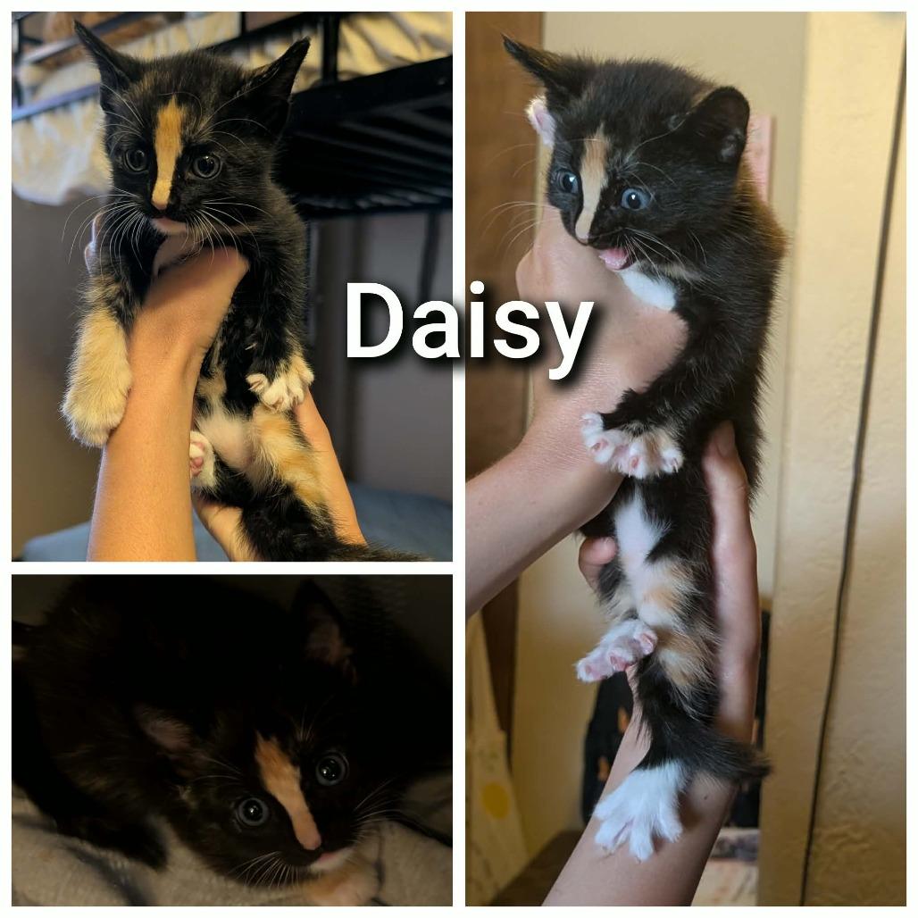 Enlarge 63194 Daisy (pending adoption), a Adoptable Domestic Short Hair in Bend, OR image 3/3