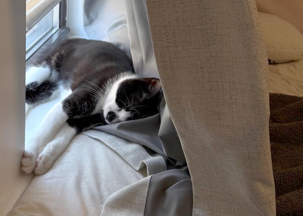 Poppy, Adoptable, Young Female Domestic Short Hair.