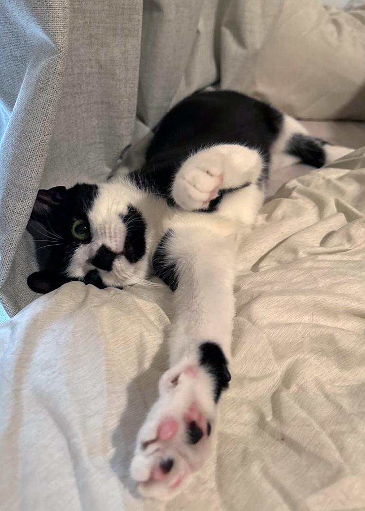 Poppy, a Adoptable Domestic Short Hair in Weehawken, NJ image 2/6