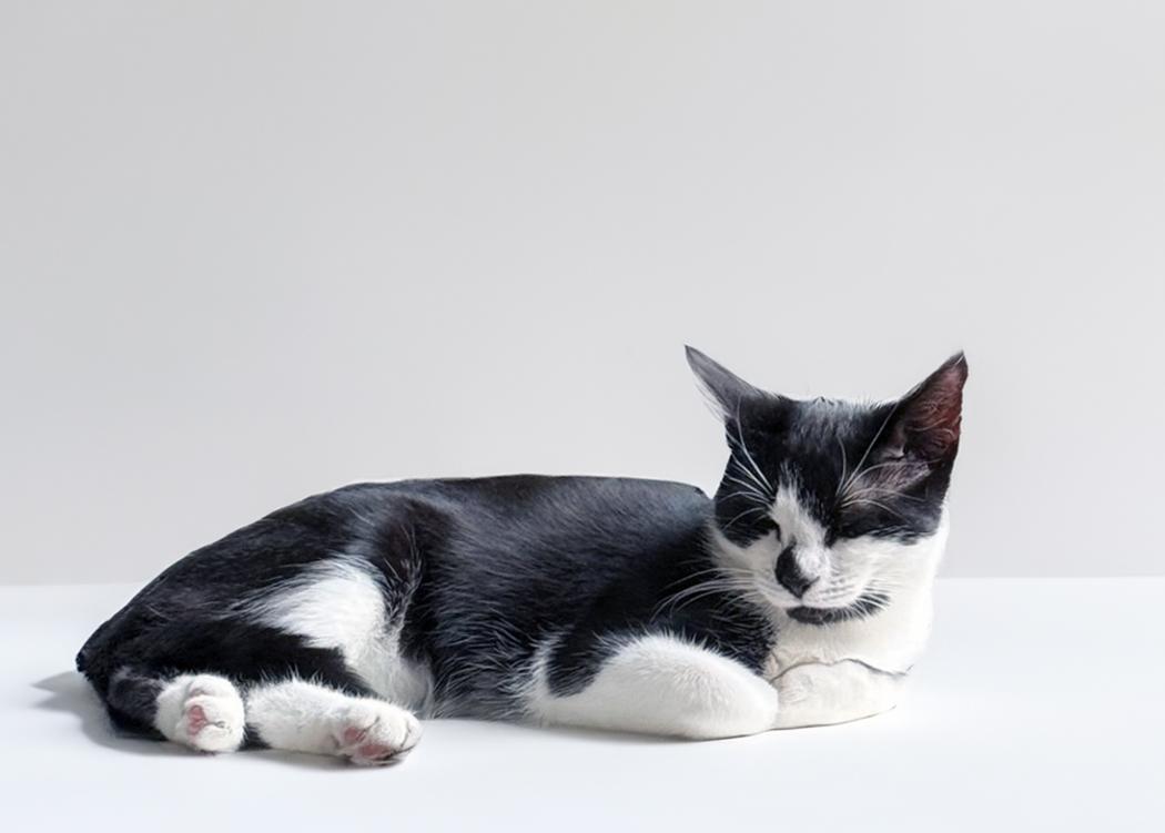 Poppy, a Adoptable Domestic Short Hair in Weehawken, NJ image 3/6