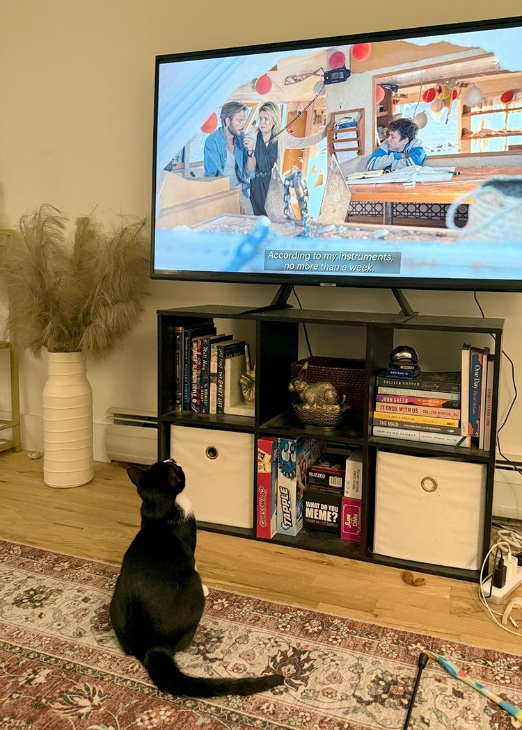 Poppy, a Adoptable Domestic Short Hair in Weehawken, NJ image 4/6