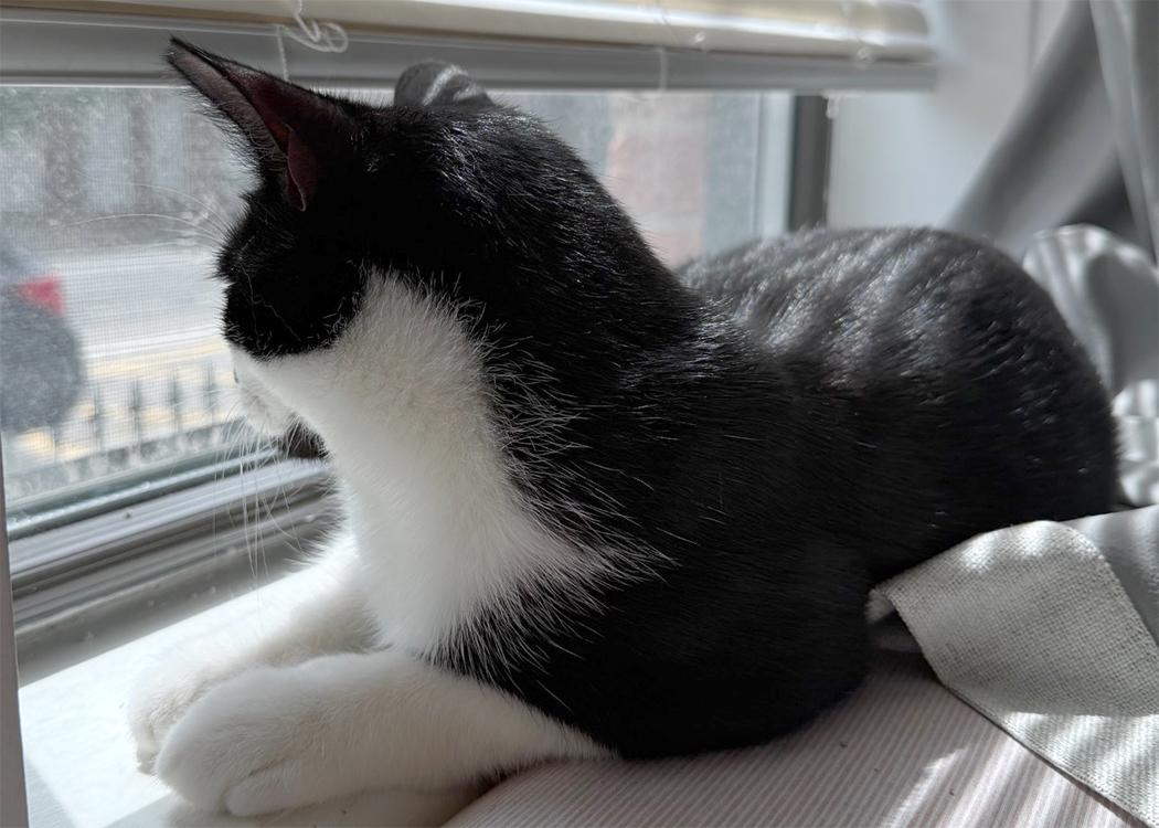 Poppy, a Adoptable Domestic Short Hair in Weehawken, NJ image 5/6