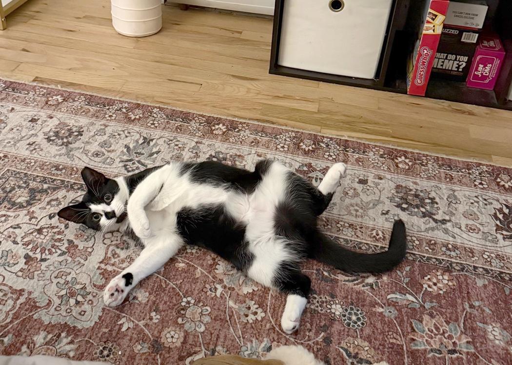 Poppy, a Adoptable Domestic Short Hair in Weehawken, NJ image 6/6