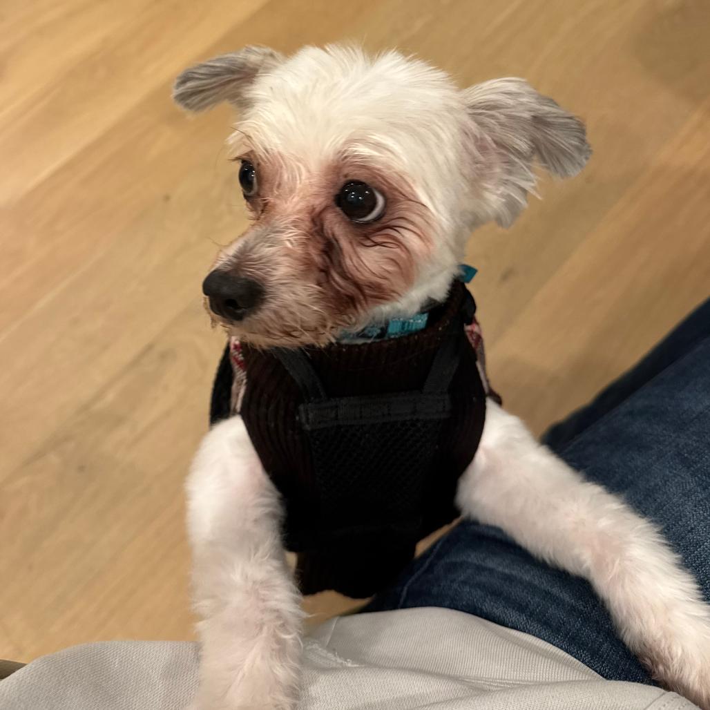 Couscous — thumbnail 4