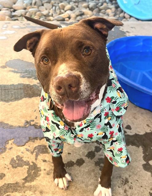 WOODIE, Adoptable, Adult Male Pit Bull Terrier.