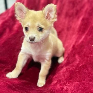 Kris Horn, Adoptable, Puppy Female Chihuahua.