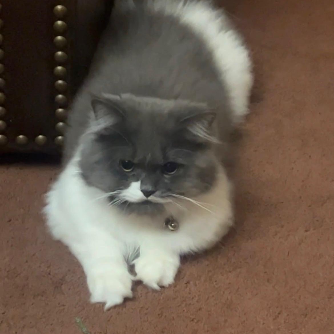 Fluffy-Owner Giving Up, an adopted Persian in Clifton, NJ image 3/3