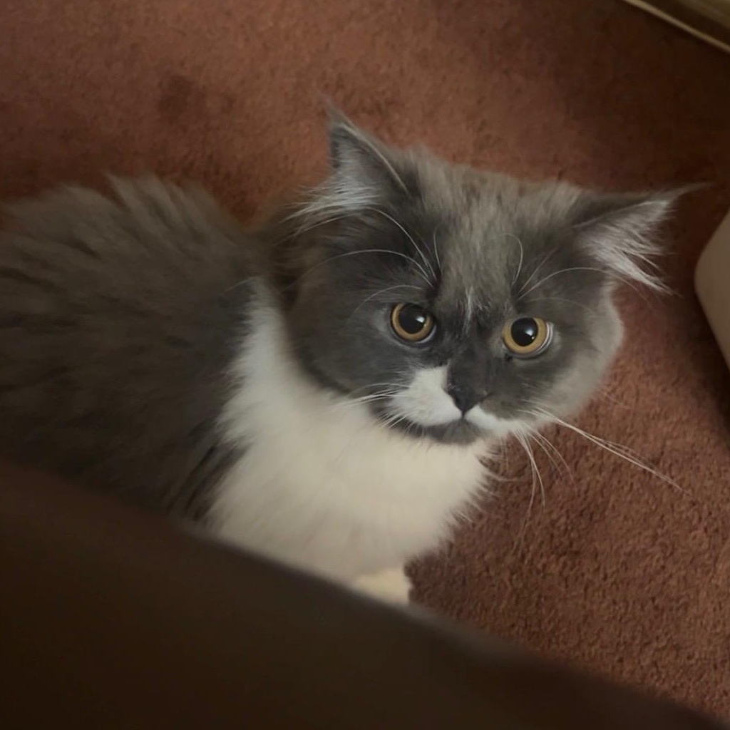 Fluffy-Owner Giving Up, adopted, Young Male Persian.