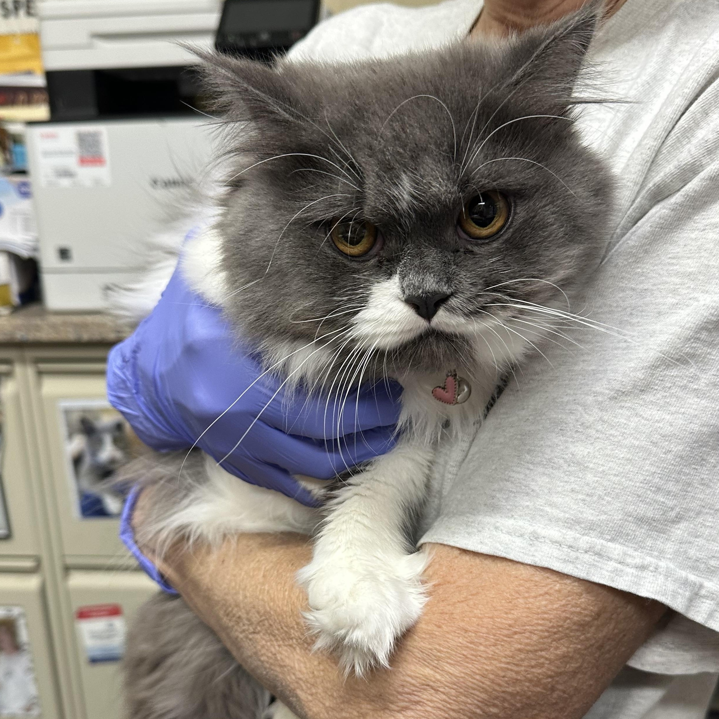 Fluffy-Owner Giving Up, an adopted Persian in Clifton, NJ image 2/3