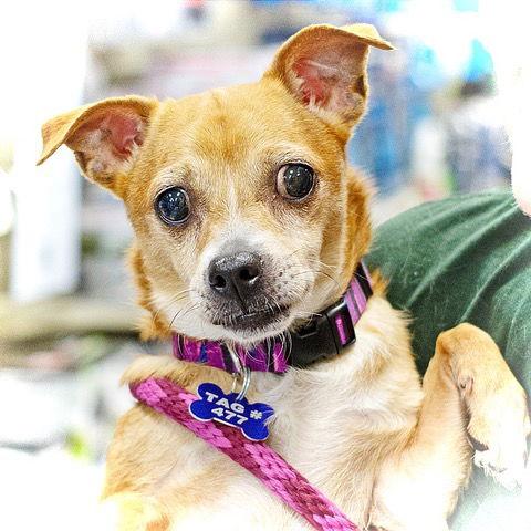 Gidget, a Adoptable Chihuahua in Utica, MI image 1/2