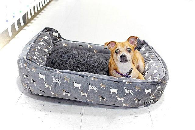 Gidget, a Adoptable Chihuahua in Utica, MI image 2/2