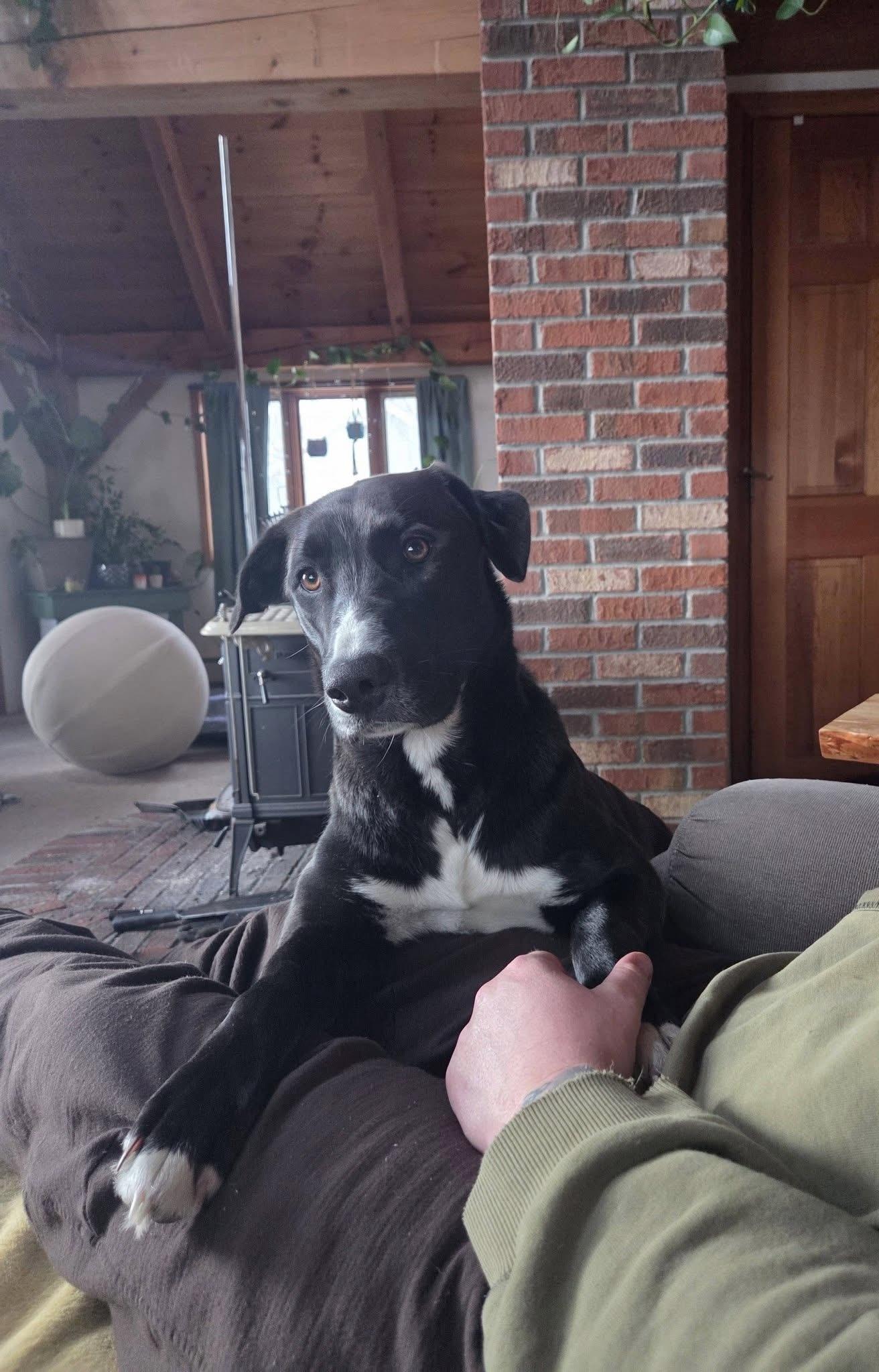 Enlarge Missy, a ADOPTABLE mixed breed in Randolph Center, VT image 1/4