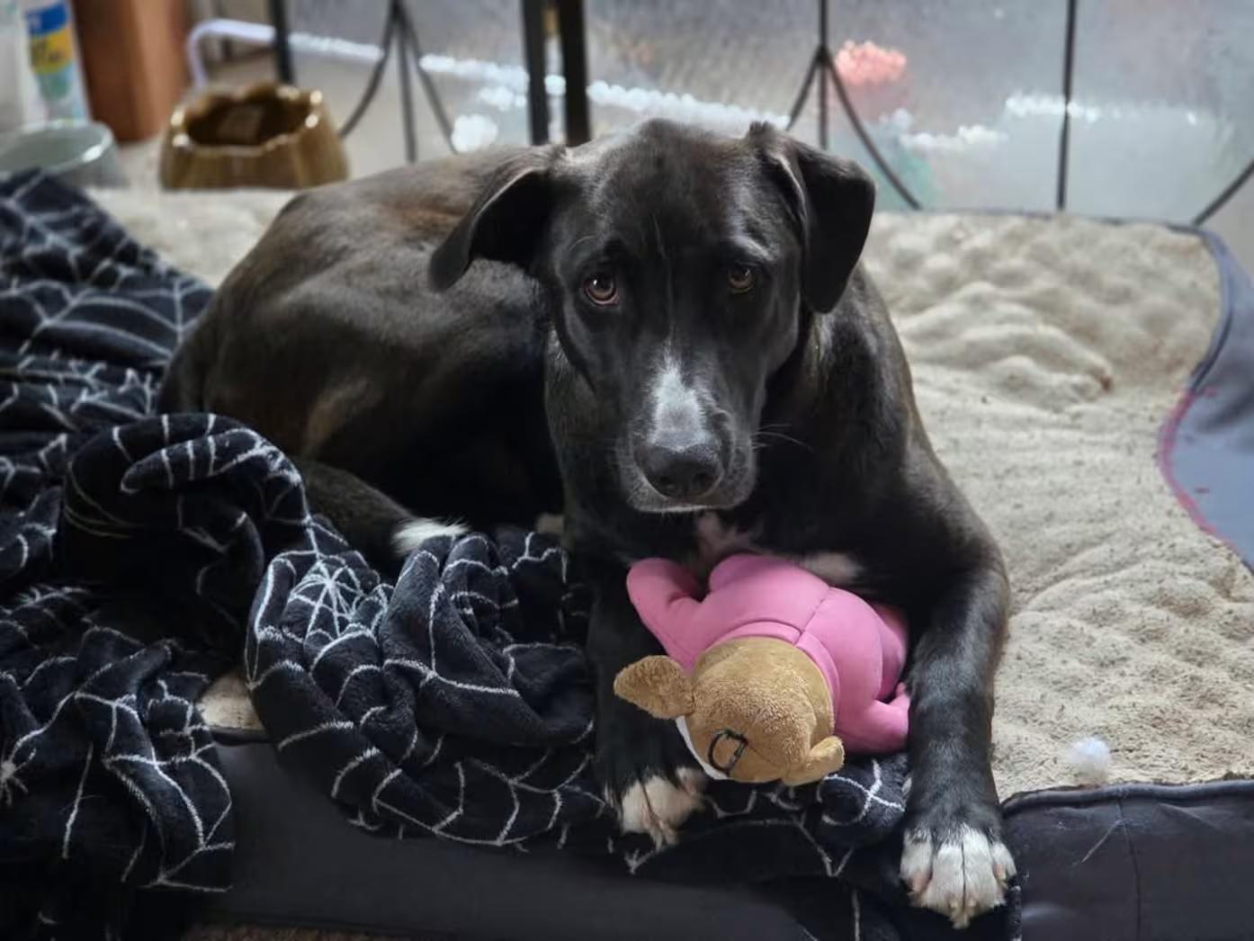 Enlarge Missy, a ADOPTABLE mixed breed in Randolph Center, VT image 3/4