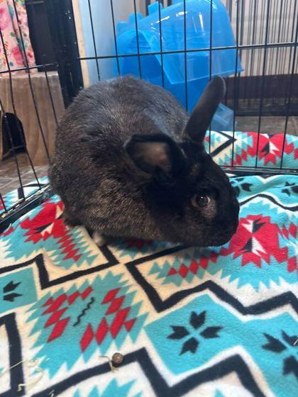 Sunbeam, Adoptable, Adult Female American.