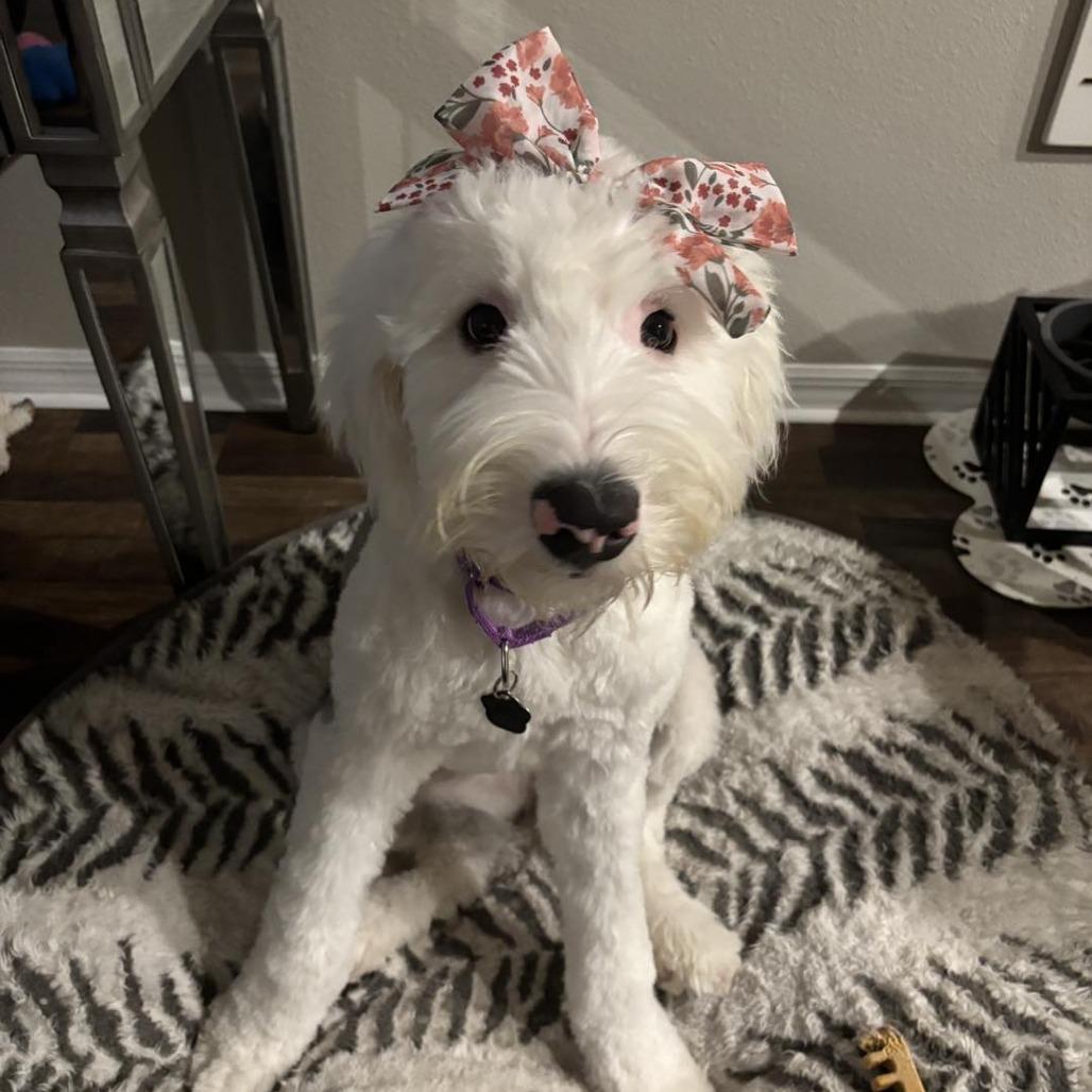 Kiwi, Adoptable, Young Female Old English Sheepdog.