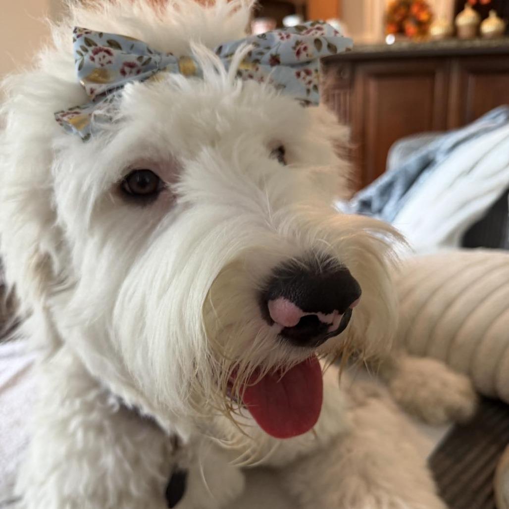 Enlarge Kiwi, a Adoptable Old English Sheepdog in Sarasota, FL image 2/6