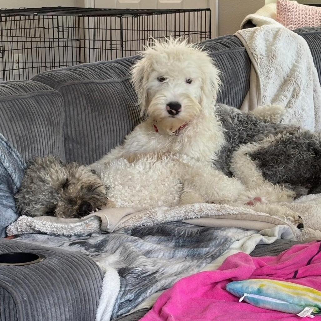 Enlarge Kiwi, a Adoptable Old English Sheepdog in Sarasota, FL image 3/6