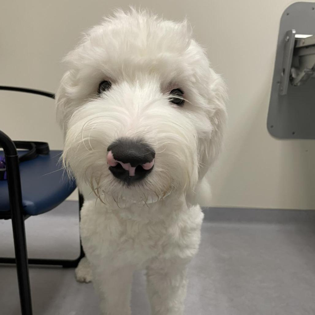 Enlarge Kiwi, a Adoptable Old English Sheepdog in Sarasota, FL image 4/6