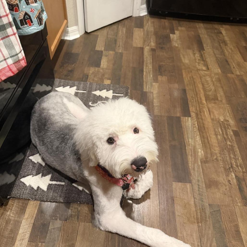 Enlarge Kiwi, a Adoptable Old English Sheepdog in Sarasota, FL image 6/6