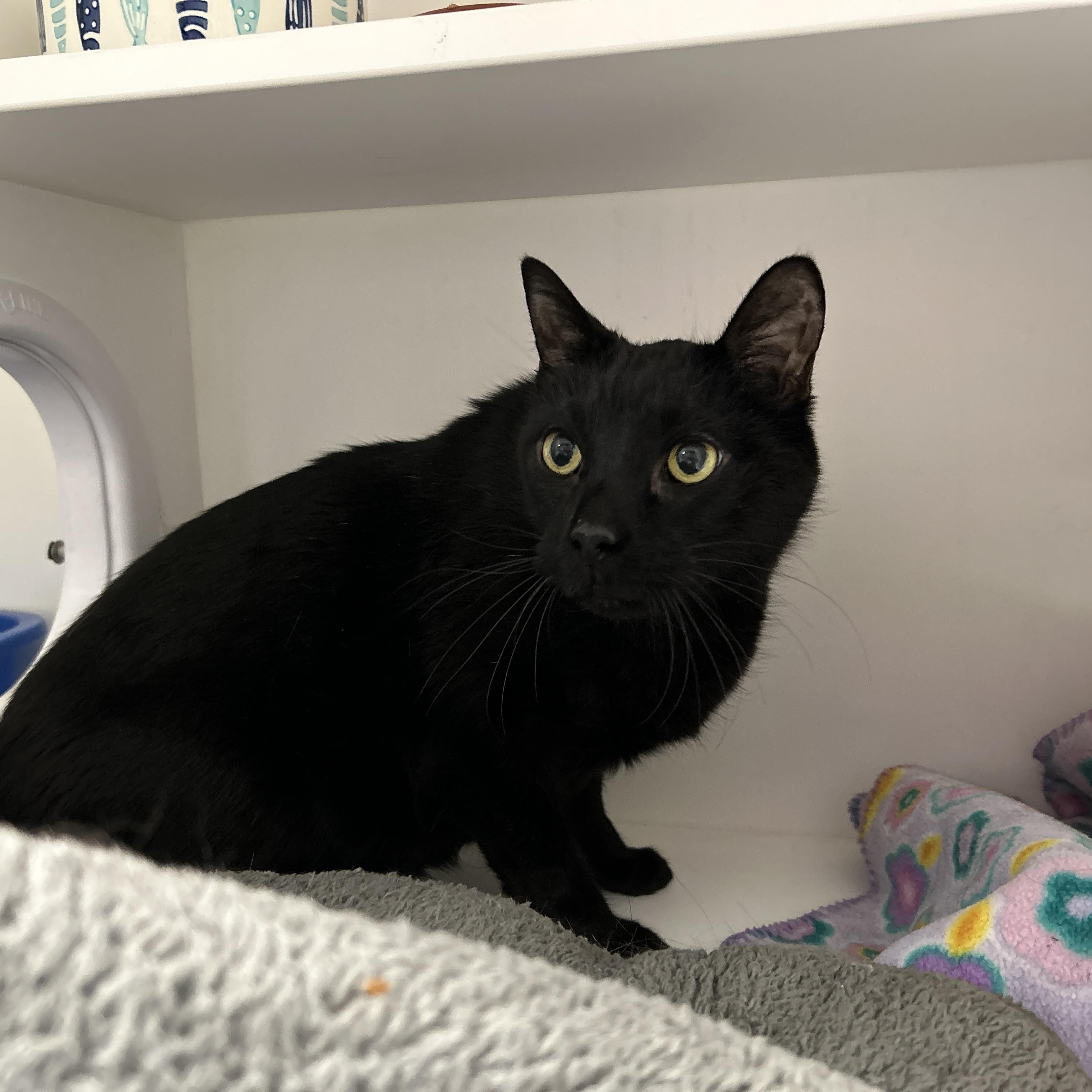 Enlarge Creeper, a ADOPTABLE Domestic Short Hair in La Grange Park, IL image 2/5