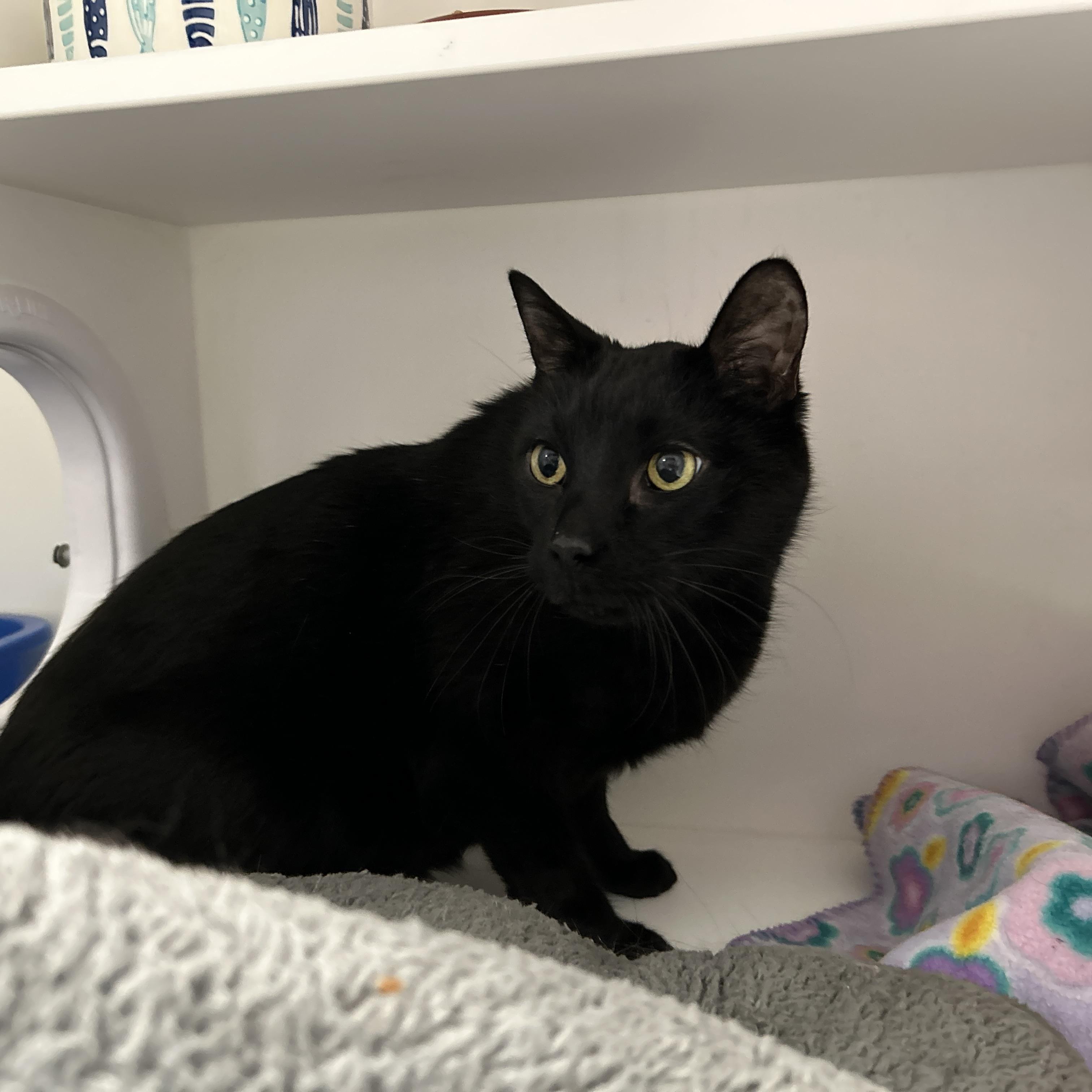 Enlarge Creeper, a ADOPTABLE Domestic Short Hair in La Grange Park, IL image 5/5