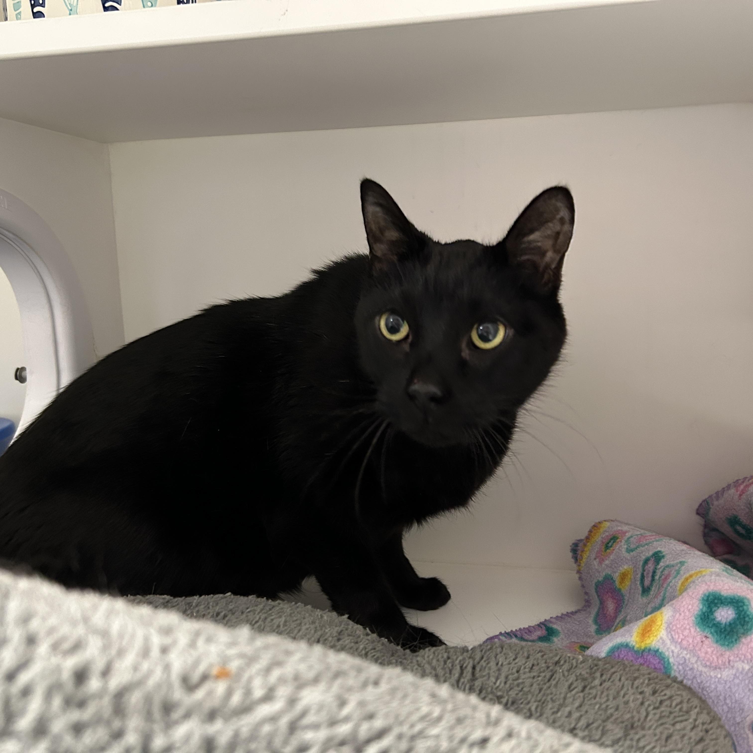 Enlarge Creeper, a ADOPTABLE Domestic Short Hair in La Grange Park, IL image 1/5