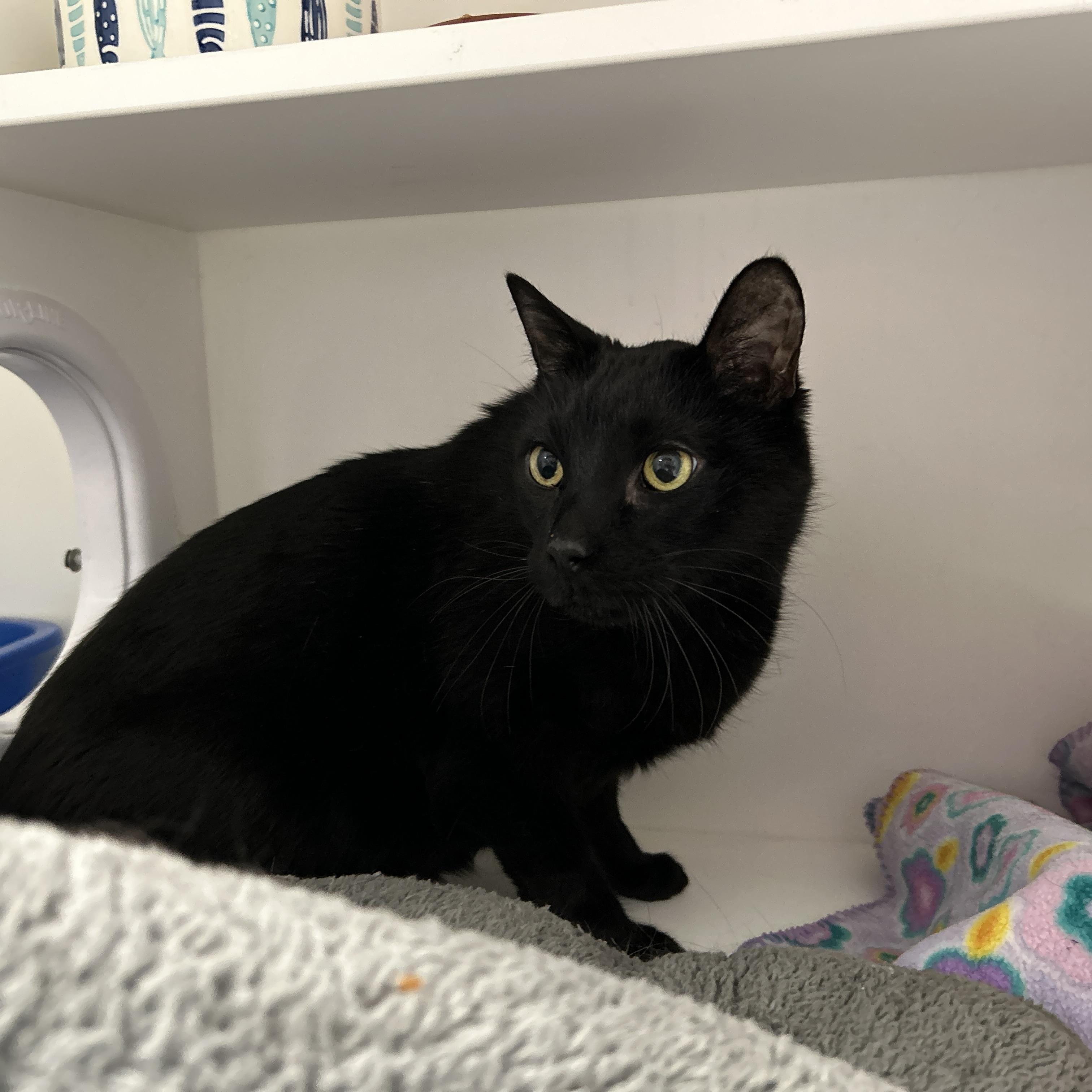 Enlarge Creeper, a ADOPTABLE Domestic Short Hair in La Grange Park, IL image 4/5