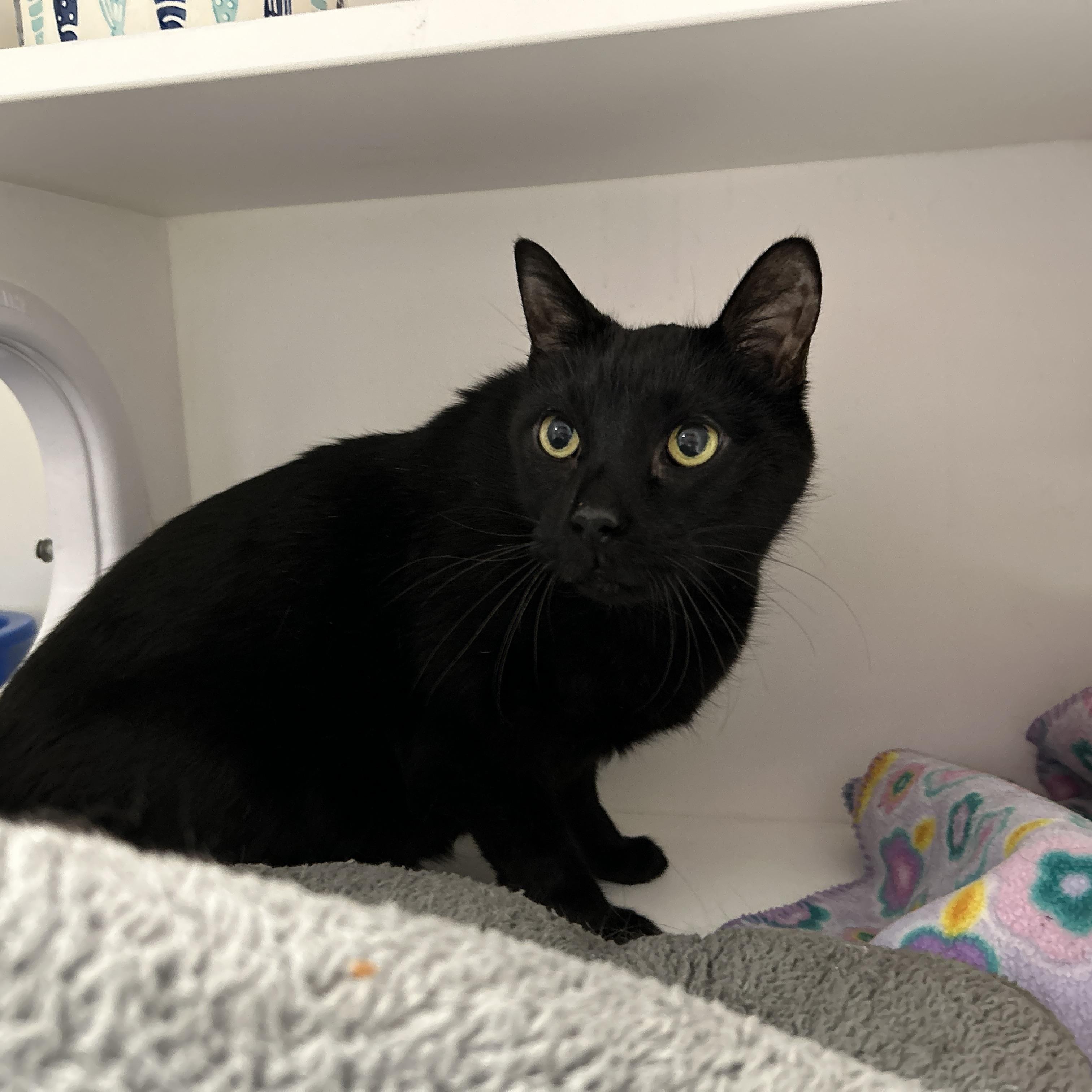 Enlarge Creeper, a ADOPTABLE Domestic Short Hair in La Grange Park, IL image 3/5