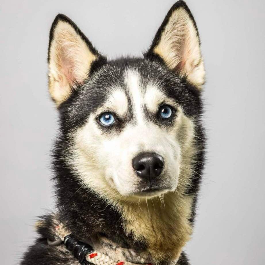 Affectionate Tiny Cricket, Young Female Siberian Husky