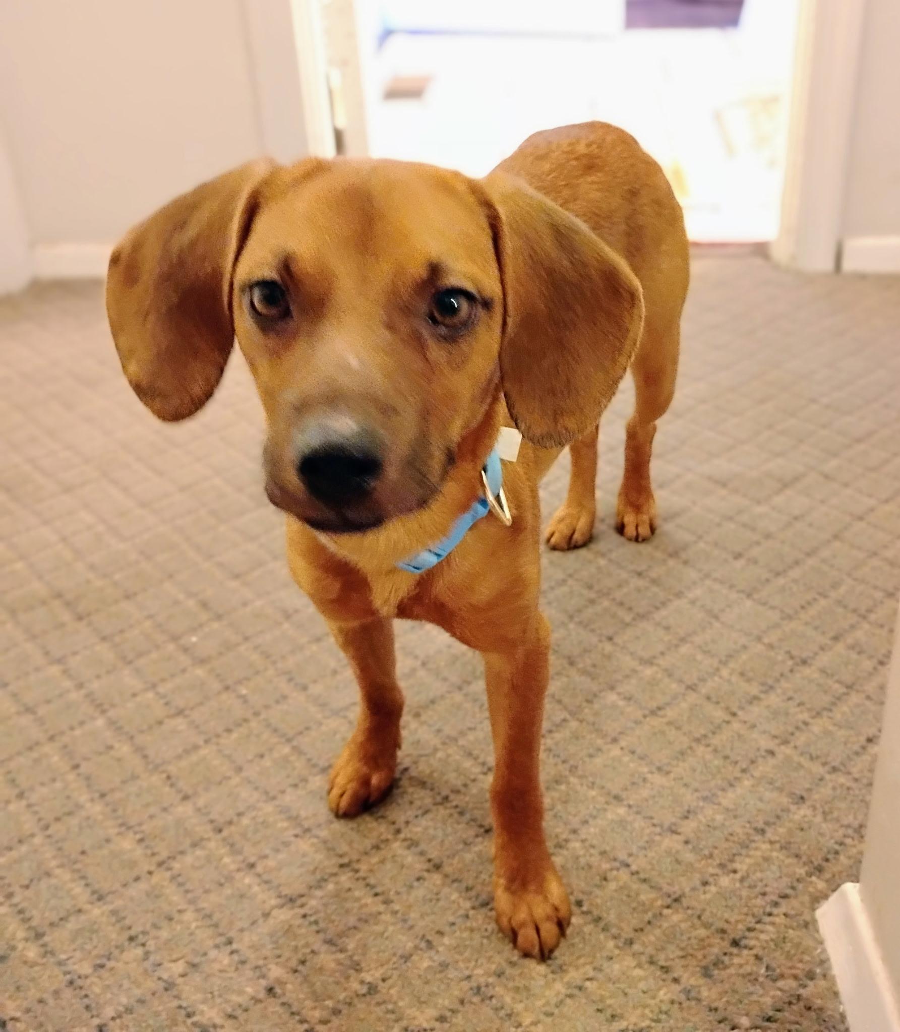 Enlarge Griffin, a Adoptable mixed breed in Columbia, MD image 2/4