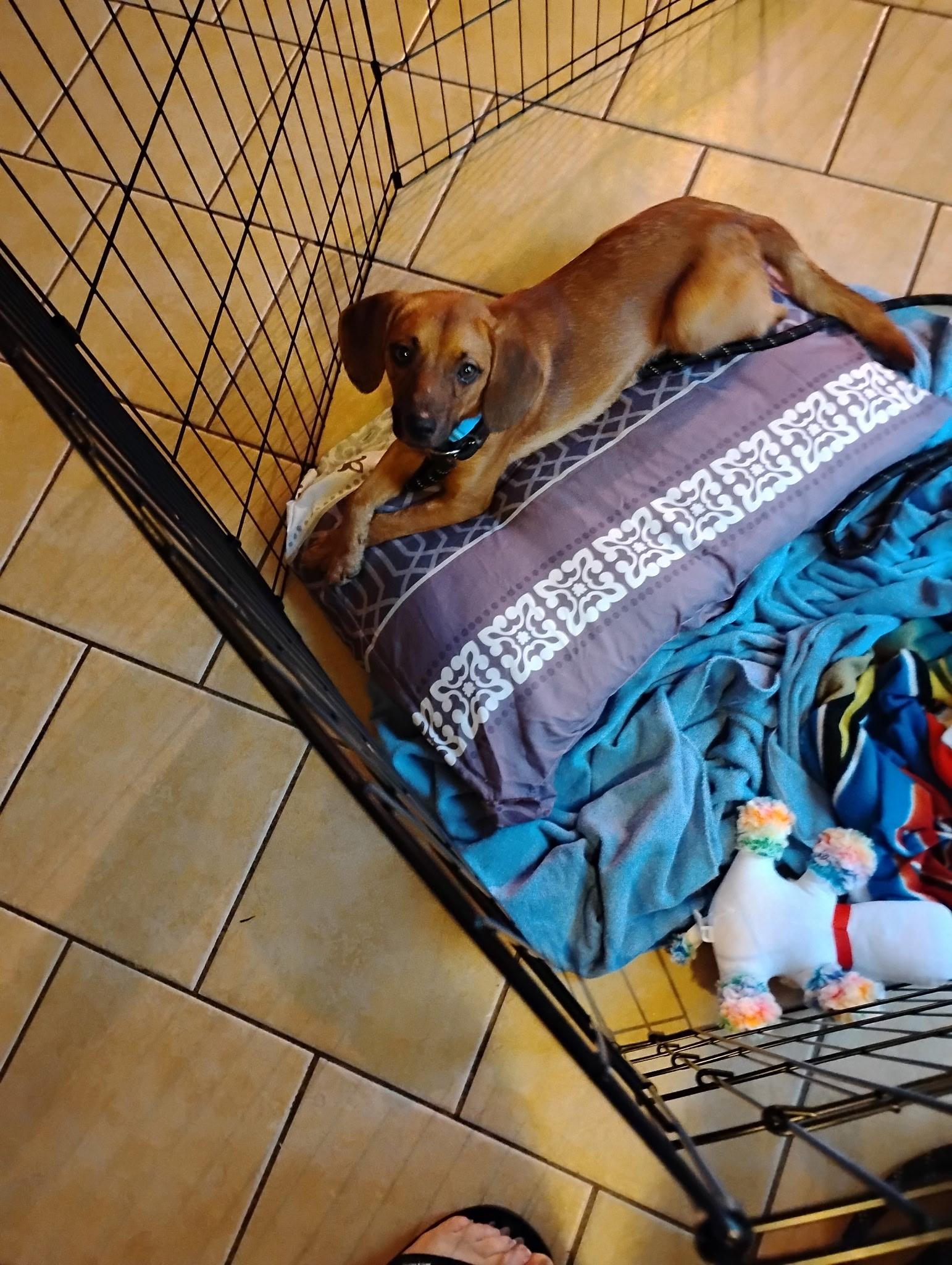 Enlarge Griffin, a Adoptable mixed breed in Columbia, MD image 4/4