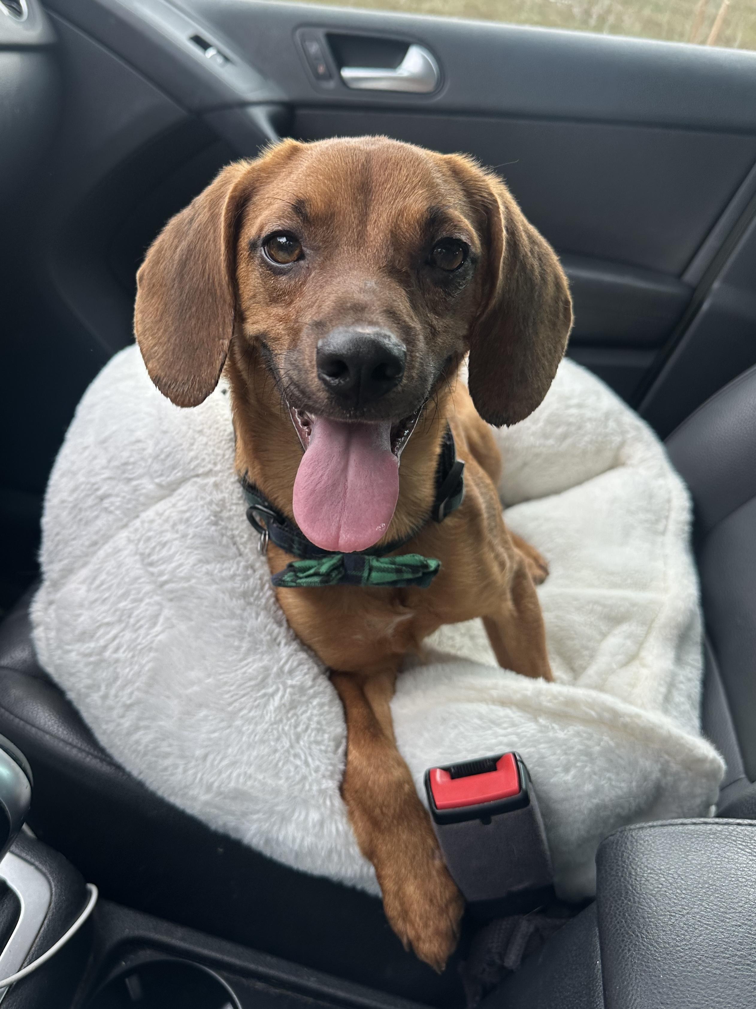 Enlarge Griffin, a Adoptable mixed breed in Columbia, MD image 1/4