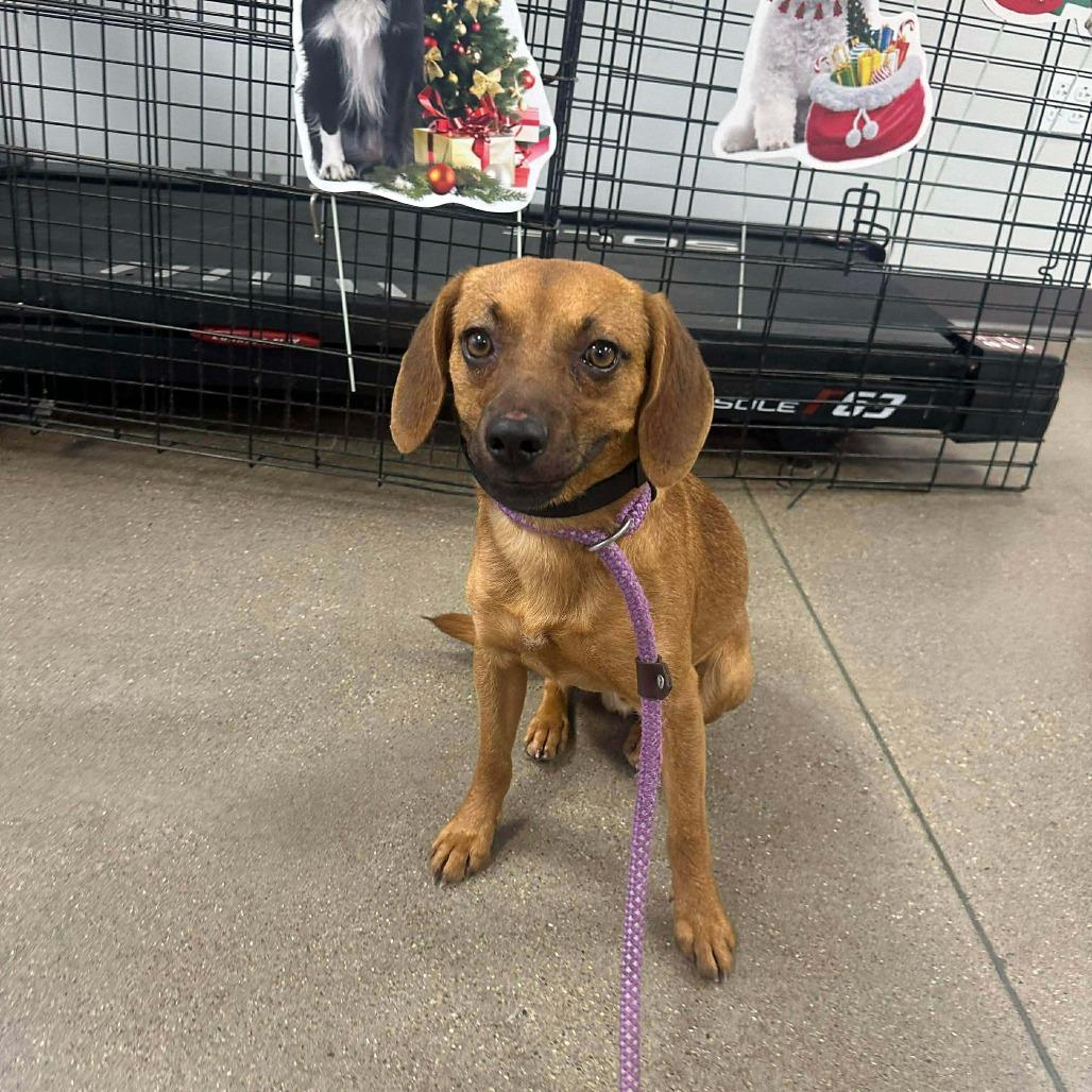 Enlarge Griffin, a Adoptable mixed breed in Columbia, MD image 3/4