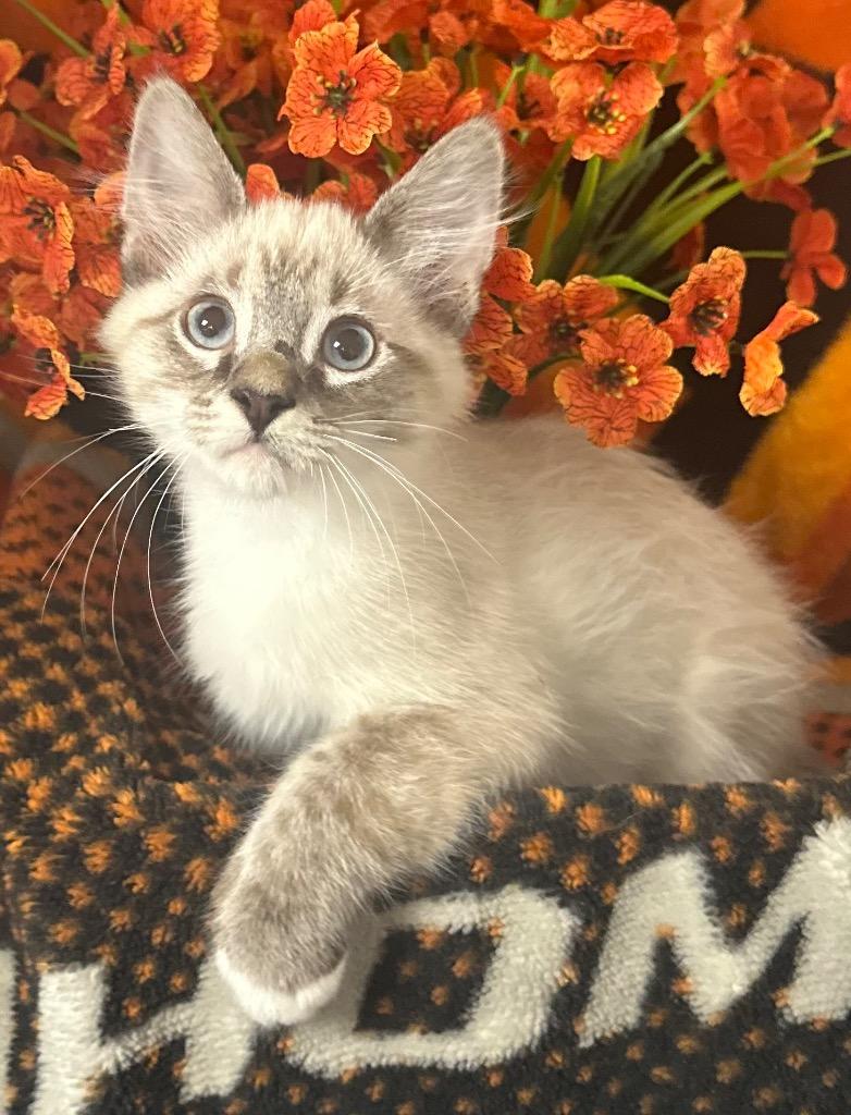 2/6/26 - Jupiter, Adopted, Kitten Male Domestic Short Hair.