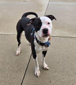 Pickle, ADOPTABLE, Young Male Pit Bull Terrier.