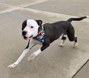 Enlarge Pickle, a ADOPTABLE Pit Bull Terrier in Bucyrus, OH image 5/5