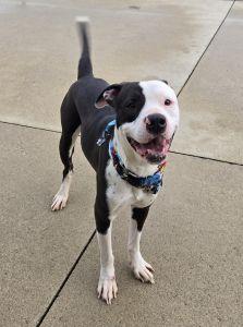 Enlarge Pickle, a ADOPTABLE Pit Bull Terrier in Bucyrus, OH image 2/5