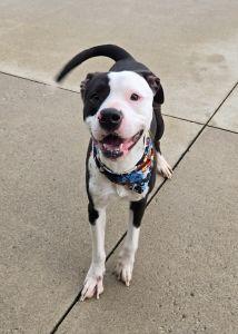 Enlarge Pickle, a ADOPTABLE Pit Bull Terrier in Bucyrus, OH image 3/5
