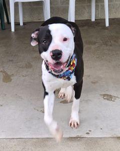 Enlarge Pickle, a ADOPTABLE Pit Bull Terrier in Bucyrus, OH image 4/5